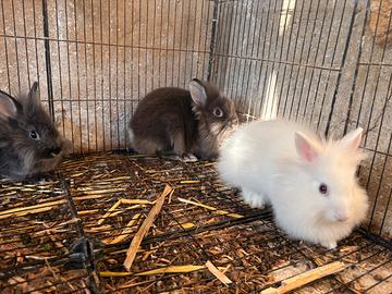 Disponibili 3 conigliette teste di leone