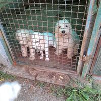 Cuccioli da tartufo con imprinting e primi addestr