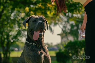 Cane corso con pedigree per monta