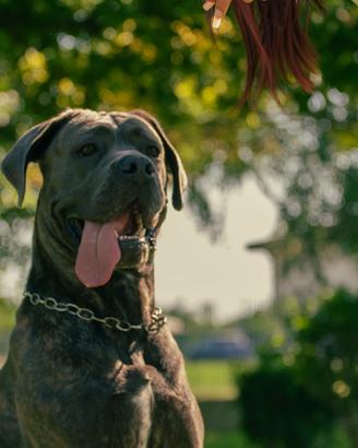 Cane corso con pedigree per monta