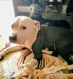 Femmina Amstaff 6 anni buona sana educata