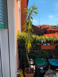 Oleandro/Camelie in vado grandi