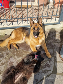 Pastore tedesco da monta