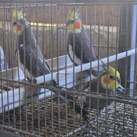 Calopsite di varie mutazioni