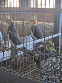 Calopsite di varie mutazioni