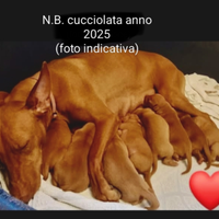 IN ARRIVO Cuccioli di Cirneco dell' Etna pedigree
