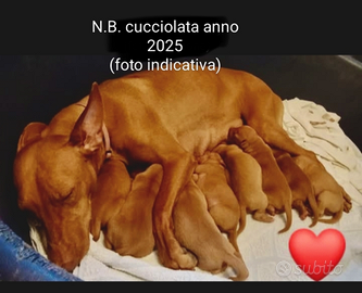 IN ARRIVO Cuccioli di Cirneco dell' Etna pedigree