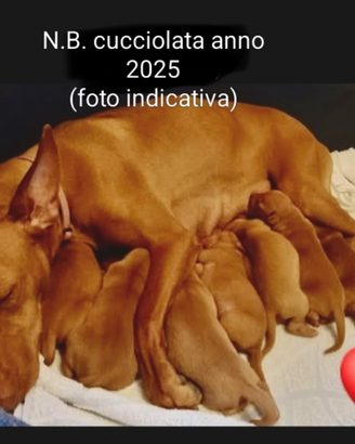 IN ARRIVO Cuccioli di Cirneco dell' Etna pedigree