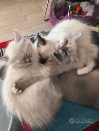Ragdoll nati il 18 gennaio