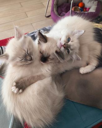 Ragdoll nati il 18 gennaio