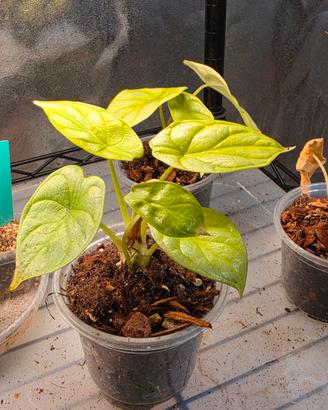 Alocasia Golden Dragon