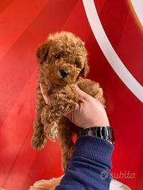 Barboncino toy maschio