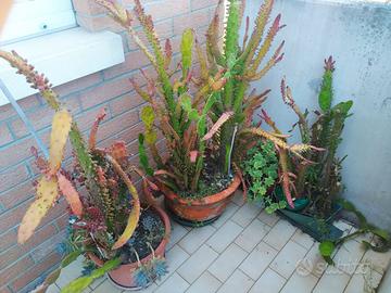 Piante grasse con vasi da ritirare di persona