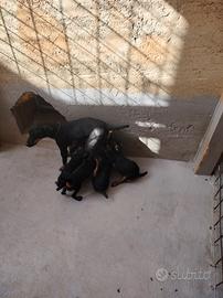 Cuccioli jadg terrier