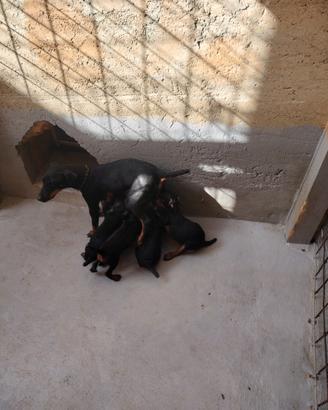 Cuccioli jadg terrier