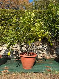 Pianta di limoni