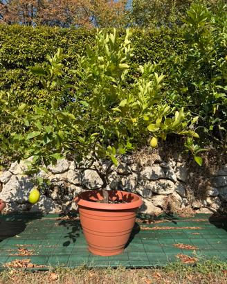 Pianta di limoni