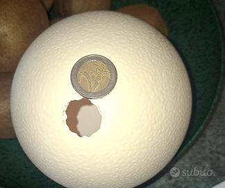 guscio uovo di struzzo vuoto 