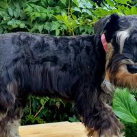 Schnauzer Nano Nero Argento