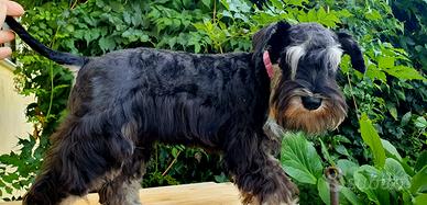 Schnauzer Nano Nero Argento