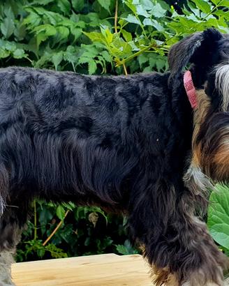 Schnauzer Nano Nero Argento