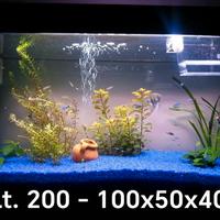 acquario pesci tropicali