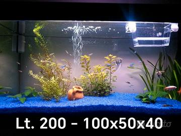 acquario pesci tropicali