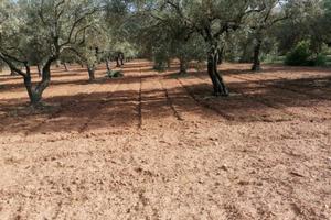 Terreno Agricolo