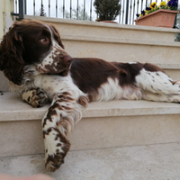 Cuccioli di springer spaniel