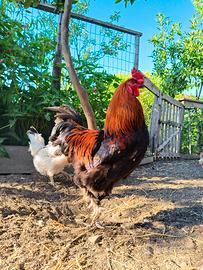 Gallo Marans