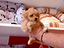 Immagine 7