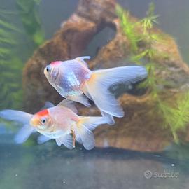 Pesce oranda