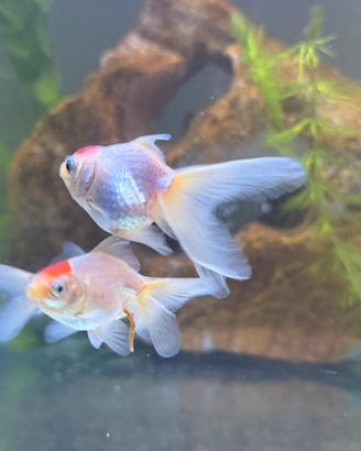 Pesce oranda