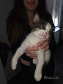 Gattino bianco