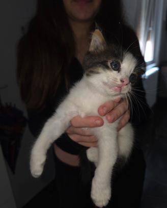 Gattino bianco
