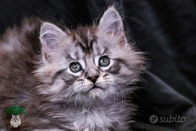 Cuccioli di Maine Coon