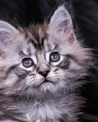 Cuccioli di Maine Coon