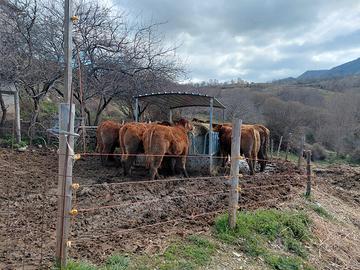 Vitelli e torelli limousine
