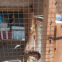 Kit completo calopsite