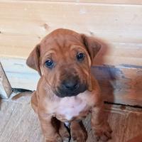 Cucciolo maschio di Rhodesian Ridgeback
