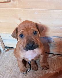 Cucciolo maschio di Rhodesian Ridgeback