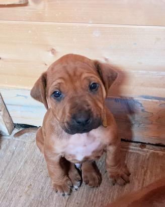 Cucciolo maschio di Rhodesian Ridgeback