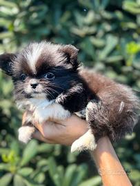 Chihuahua Femmina