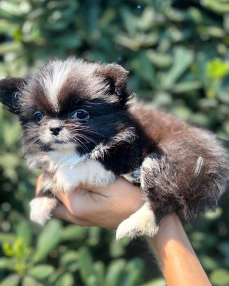 Chihuahua Femmina