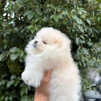 Spitz di pomerania