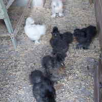 Moroseta -razza ornamentale -