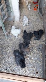 Moroseta -razza ornamentale -