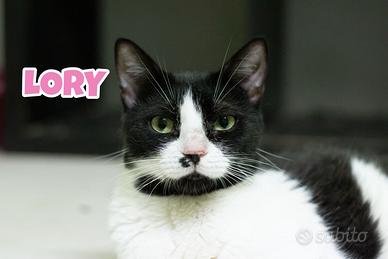 Lory gattina bianconera di 6 mesi