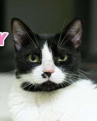 Lory gattina bianconera di 6 mesi