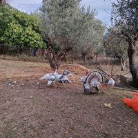 Tacchini maschi/femmine